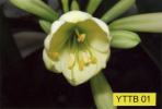 Click to enlarge Yellow ("Tulip Type"Bertie)